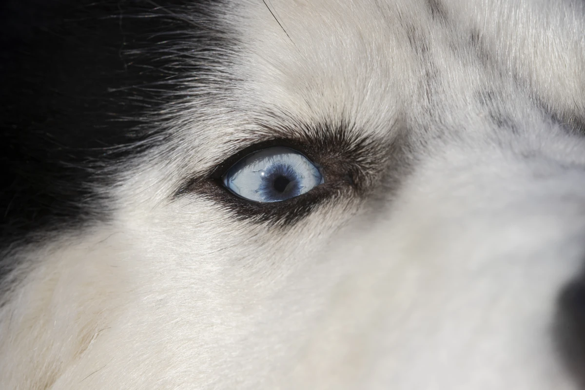 Le Droit des animaux : Comprendre et défendre leurs droits fondamentaux