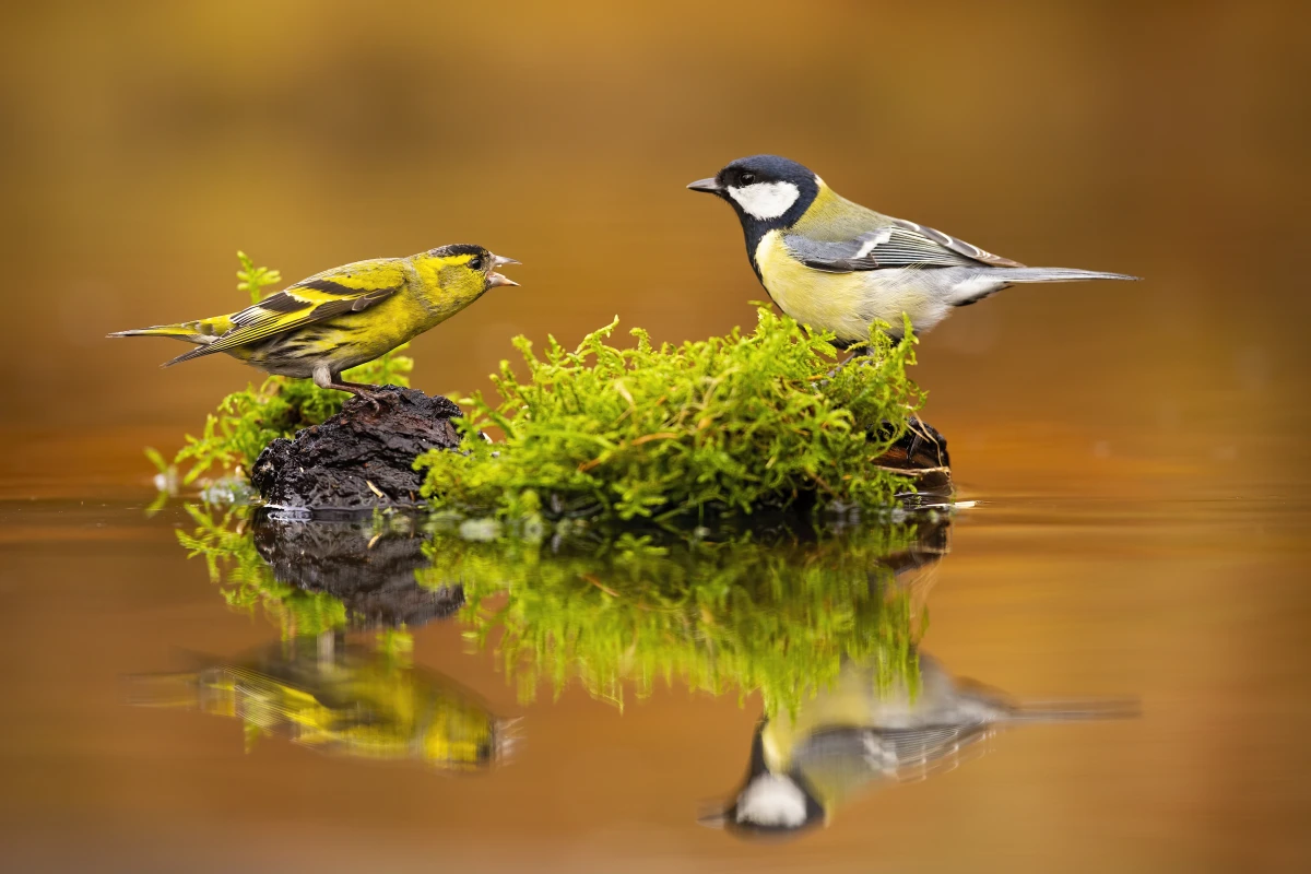 Conflit et litige : comprendre les différences